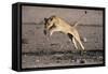 Lioness Jumping over Water (Panthera Leo) Etosha Np, Namibia-Tony Heald-Framed Stretched Canvas