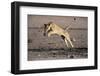 Lioness Jumping over Water (Panthera Leo) Etosha Np, Namibia-Tony Heald-Framed Photographic Print