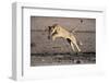 Lioness Jumping over Water (Panthera Leo) Etosha Np, Namibia-Tony Heald-Framed Photographic Print