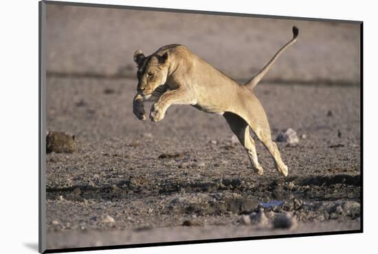 Lioness Jumping over Water (Panthera Leo) Etosha Np, Namibia-Tony Heald-Mounted Photographic Print