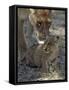 Lioness Keeps a Careful Eye on Her Cub in the Moremi Wildlife Reserve, Okavango Delta, Botswana-Nigel Pavitt-Framed Stretched Canvas