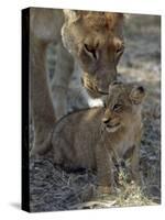 Lioness Keeps a Careful Eye on Her Cub in the Moremi Wildlife Reserve, Okavango Delta, Botswana-Nigel Pavitt-Stretched Canvas