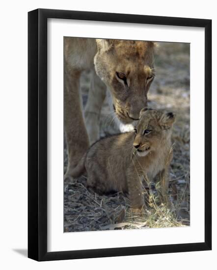 Lioness Keeps a Careful Eye on Her Cub in the Moremi Wildlife Reserve, Okavango Delta, Botswana-Nigel Pavitt-Framed Photographic Print