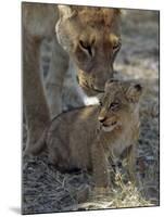 Lioness Keeps a Careful Eye on Her Cub in the Moremi Wildlife Reserve, Okavango Delta, Botswana-Nigel Pavitt-Mounted Photographic Print