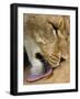 Lioness Lick Full Bleed-Martin Fowkes-Framed Giclee Print