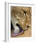 Lioness Lick Full Bleed-Martin Fowkes-Framed Giclee Print