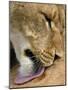 Lioness Lick Full Bleed-Martin Fowkes-Mounted Giclee Print