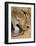 Lioness Lick-Martin Fowkes-Framed Giclee Print