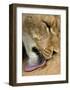 Lioness Lick-Martin Fowkes-Framed Giclee Print