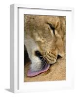 Lioness Lick-Martin Fowkes-Framed Giclee Print