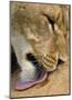 Lioness Lick-Martin Fowkes-Mounted Giclee Print