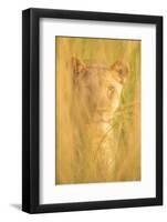 Lioness, Marataba, Marakele National Park-Ben Pipe-Framed Photographic Print