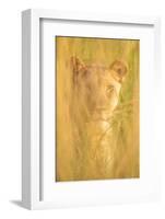 Lioness, Marataba, Marakele National Park-Ben Pipe-Framed Photographic Print