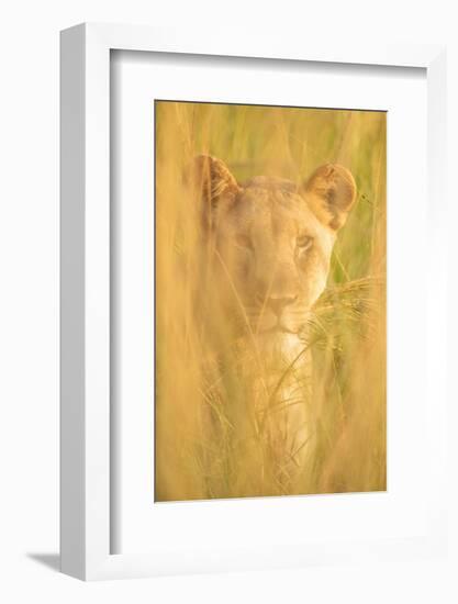 Lioness, Marataba, Marakele National Park-Ben Pipe-Framed Photographic Print