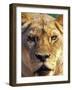 Lioness, Masai Mara Game Reserve, Kenya-Adam Jones-Framed Photographic Print