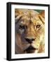 Lioness, Masai Mara Game Reserve, Kenya-Adam Jones-Framed Photographic Print