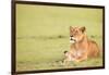 Lioness, Masai Mara, Kenya, East Africa, Africa-Karen Deakin-Framed Photographic Print