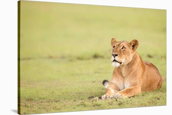 Lioness, Masai Mara, Kenya, East Africa, Africa-Karen Deakin-Stretched Canvas
