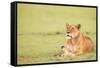 Lioness, Masai Mara, Kenya, East Africa, Africa-Karen Deakin-Framed Stretched Canvas