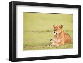 Lioness, Masai Mara, Kenya, East Africa, Africa-Karen Deakin-Framed Photographic Print