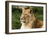 Lioness NCZ 18 1-Robert Michaud-Framed Giclee Print