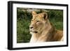 Lioness NCZ 18 1-Robert Michaud-Framed Giclee Print