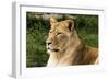 Lioness NCZ 18 1-Robert Michaud-Framed Giclee Print