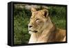 Lioness NCZ 18 1-Robert Michaud-Framed Stretched Canvas