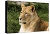 Lioness NCZ 18 1-Robert Michaud-Stretched Canvas