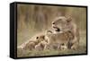 Lioness Nursing Cubs in Masai Mara National Reserve-Paul Souders-Framed Stretched Canvas
