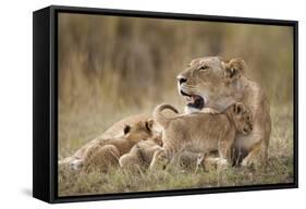 Lioness Nursing Cubs in Masai Mara National Reserve-Paul Souders-Framed Stretched Canvas
