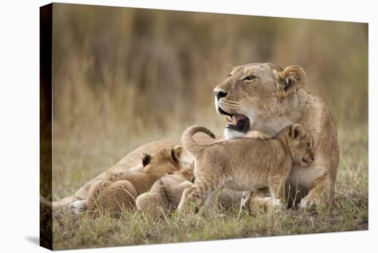 Lioness Nursing Cubs in Masai Mara National Reserve-Paul Souders-Stretched Canvas