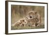 Lioness Nursing Cubs in Masai Mara National Reserve-Paul Souders-Framed Photographic Print