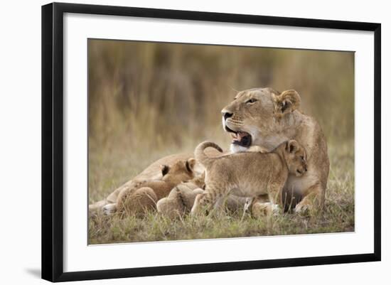 Lioness Nursing Cubs in Masai Mara National Reserve-Paul Souders-Framed Photographic Print