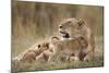 Lioness Nursing Cubs in Masai Mara National Reserve-Paul Souders-Mounted Photographic Print