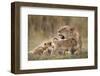 Lioness Nursing Cubs in Masai Mara National Reserve-Paul Souders-Framed Photographic Print