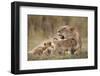 Lioness Nursing Cubs in Masai Mara National Reserve-Paul Souders-Framed Photographic Print