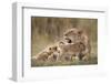 Lioness Nursing Cubs in Masai Mara National Reserve-Paul Souders-Framed Photographic Print