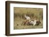 Lioness Nursing Cubs-Paul Souders-Framed Photographic Print