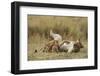 Lioness Nursing Cubs-Paul Souders-Framed Photographic Print