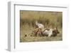 Lioness Nursing Cubs-Paul Souders-Framed Photographic Print