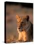 Lioness, Okavango Delta, Botswana-Pete Oxford-Stretched Canvas