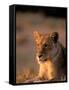 Lioness, Okavango Delta, Botswana-Pete Oxford-Framed Stretched Canvas