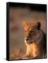 Lioness, Okavango Delta, Botswana-Pete Oxford-Framed Stretched Canvas