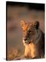 Lioness, Okavango Delta, Botswana-Pete Oxford-Stretched Canvas
