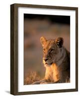 Lioness, Okavango Delta, Botswana-Pete Oxford-Framed Photographic Print