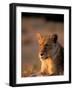 Lioness, Okavango Delta, Botswana-Pete Oxford-Framed Photographic Print