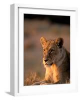 Lioness, Okavango Delta, Botswana-Pete Oxford-Framed Photographic Print