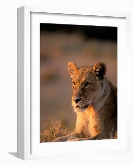 Lioness, Okavango Delta, Botswana-Pete Oxford-Framed Photographic Print