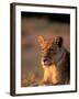 Lioness, Okavango Delta, Botswana-Pete Oxford-Framed Photographic Print